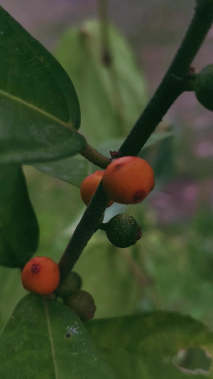 Primo piano di bacche arancioni mature su un fusto di pianta verde