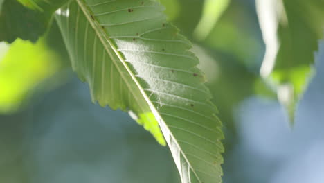 Primer-Plano-De-Una-Bonita-Hoja-De-árbol-Verde-Bajo-El-Sol-En-Un-Día-De-Verano