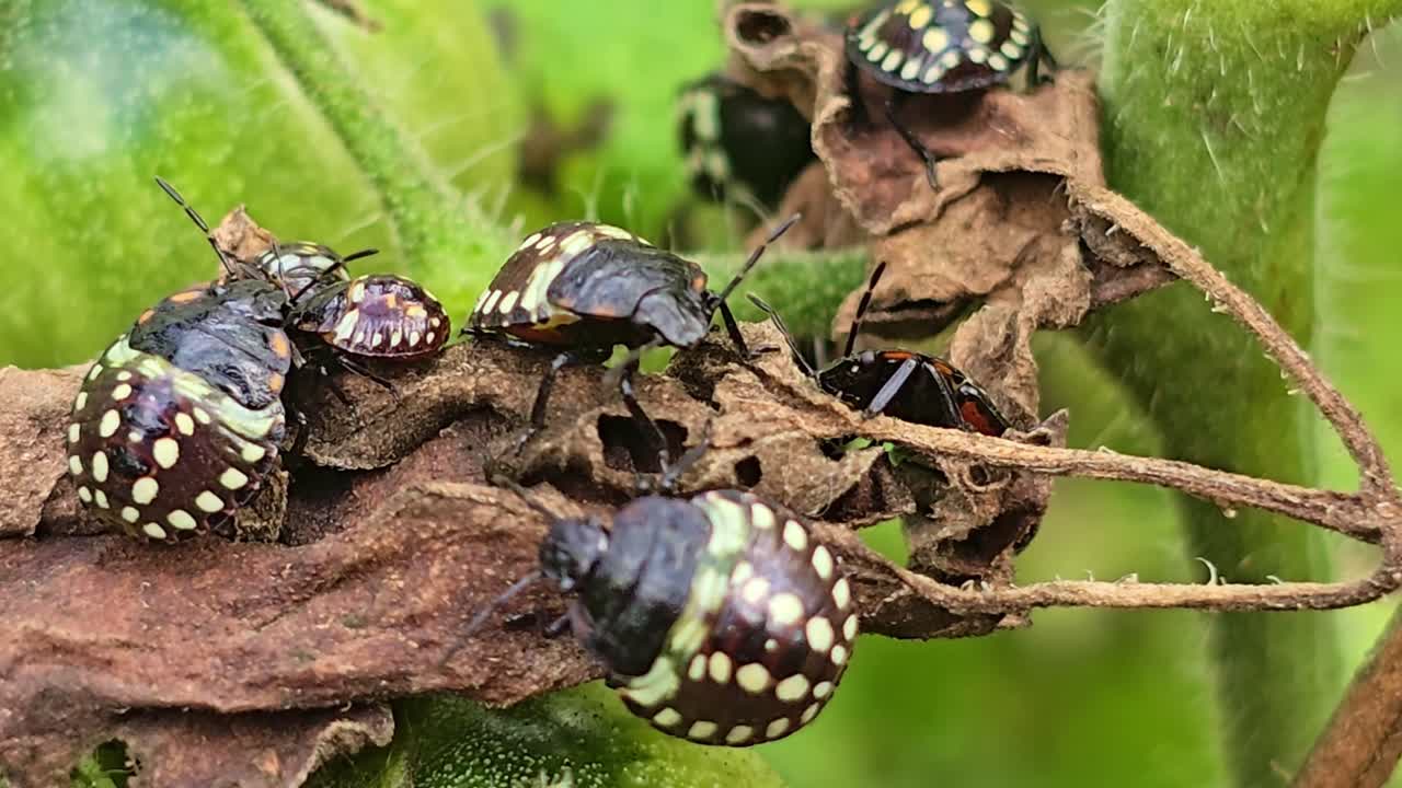 Primer plano de ninfas de chinche hedionda manchada descansando sobre una hoja seca, con un insecto moviéndose ligeramente mientras la vegetación circundante se balancea suavemente con el viento