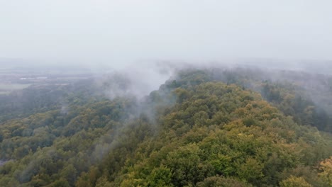 pintoresco horizonte cubierto de niebla sobre el bosque de árboles y vegetación