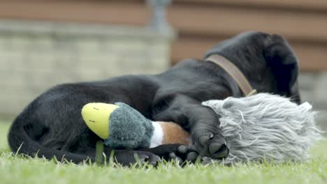 pequeño labrador negro joven que abraza un pato relleno en un prado verde en el jardín