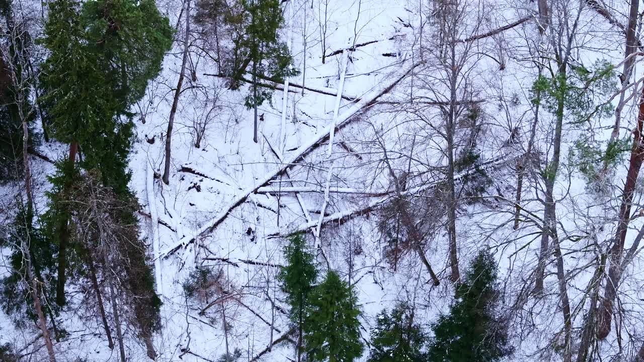 Aerial shot of a natural winter forest with fallen trees scattered in white snow