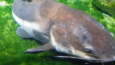 redtail catfish  swimming very close to the camera