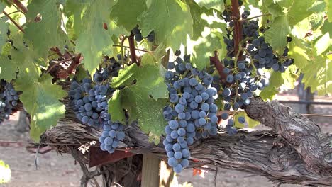 racimo de uvas de vino tinto en el valle de napa antes de la cosecha, california, ee.uu.
