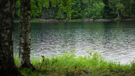 rain droplets come down and ripple on a forest lake with trees in foreground