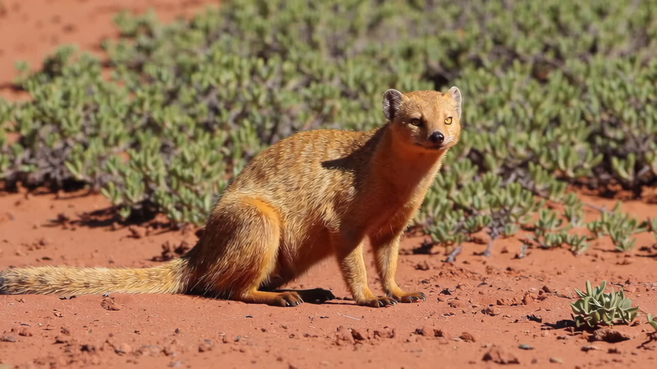A Golden Mongoose in its Natural Habitat