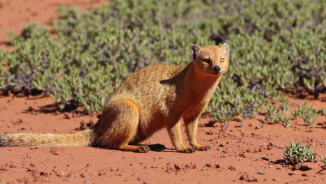 a golden mongoose in its natural habitat