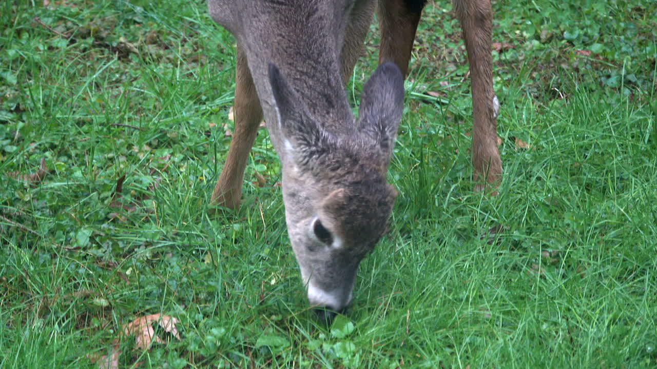 joven ciervo de cola blanca pasta en el campo