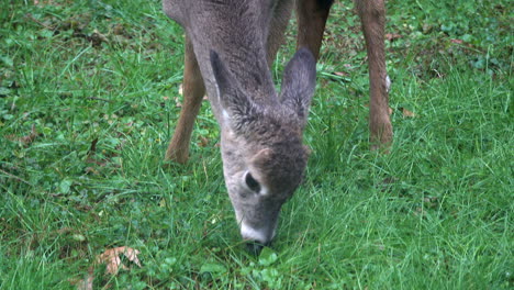 young white-tailed deer  grazes in field