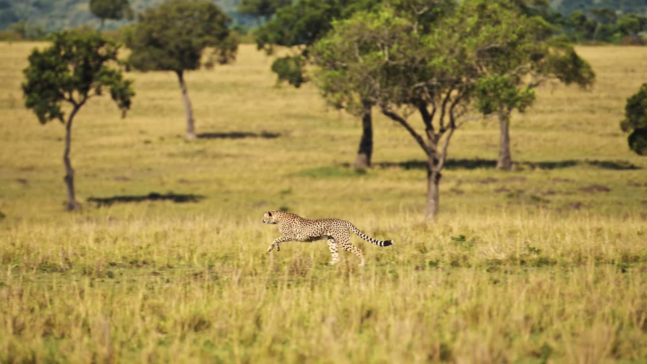 cámara lenta de guepardo corriendo rápido, cazando en una caza persiguiendo presas en áfrica, vida silvestre africana animales de safari en masai mara, kenia en masai mara, naturaleza increíble y hermoso encuentro