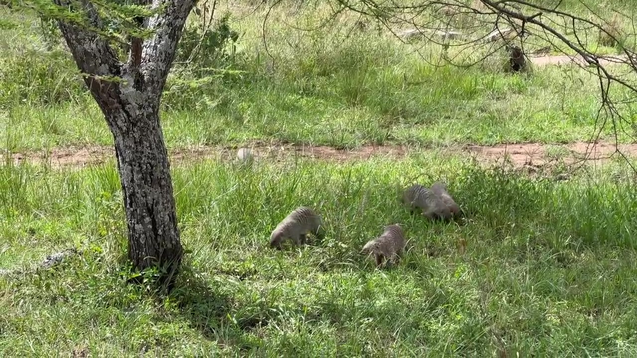 Un gruppo di manguste striate (Mungos mungo) esplora le lussureggianti praterie vicino a un albero nel Parco Nazionale del Serengeti, Tanzania