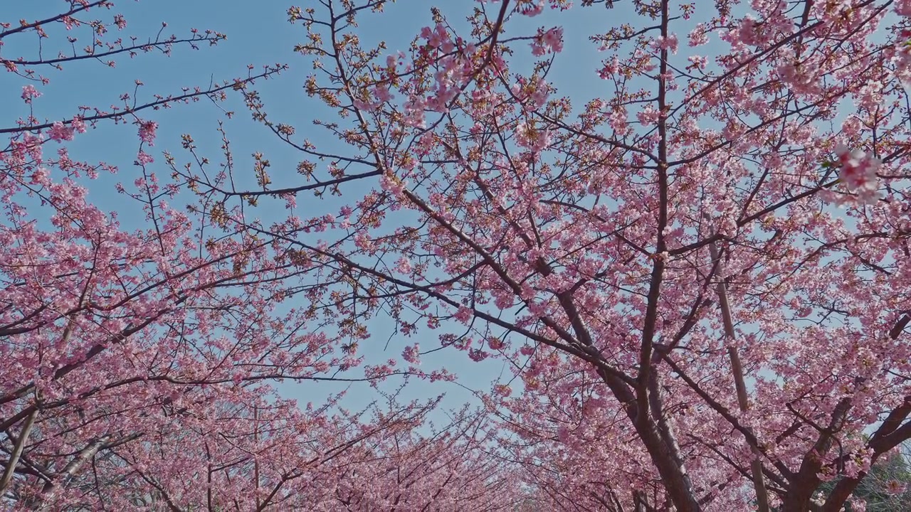 Ciliegi Kawazu che si estendono si inarcano sopra la testa lungo un parco marittimo, i loro vivaci fiori rosa riempiono l'inquadratura contro un cielo azzurro e limpido. La struttura ramificata aperta offre una sensazione più leggera e ariosa rispetto a un