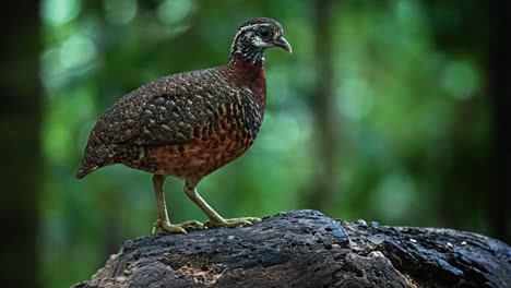 the sabah partridge (tropicoperdix graydoni) bird species in the lowland forest of malaysia. selective focus shot