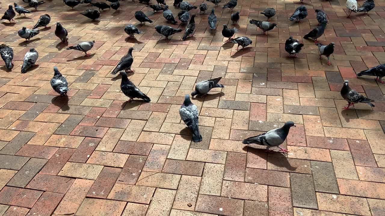 A flock of black pigeons are eating leftover foods in the park, slow tilting up.