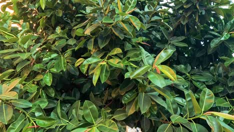 a cat peeks through dense green foliage