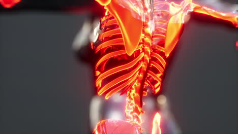 human skeleton bones and joints medical scan