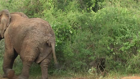 Elefant-walking-by-while-chewing-a-branch-of-leaves