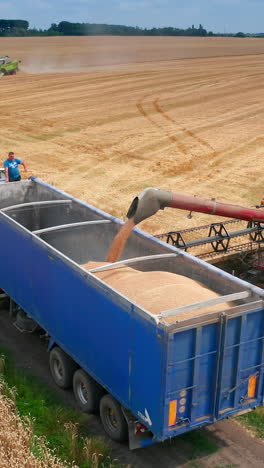 tractor farming yellow cereals. harvesting golden ripe wheat field. vertical video