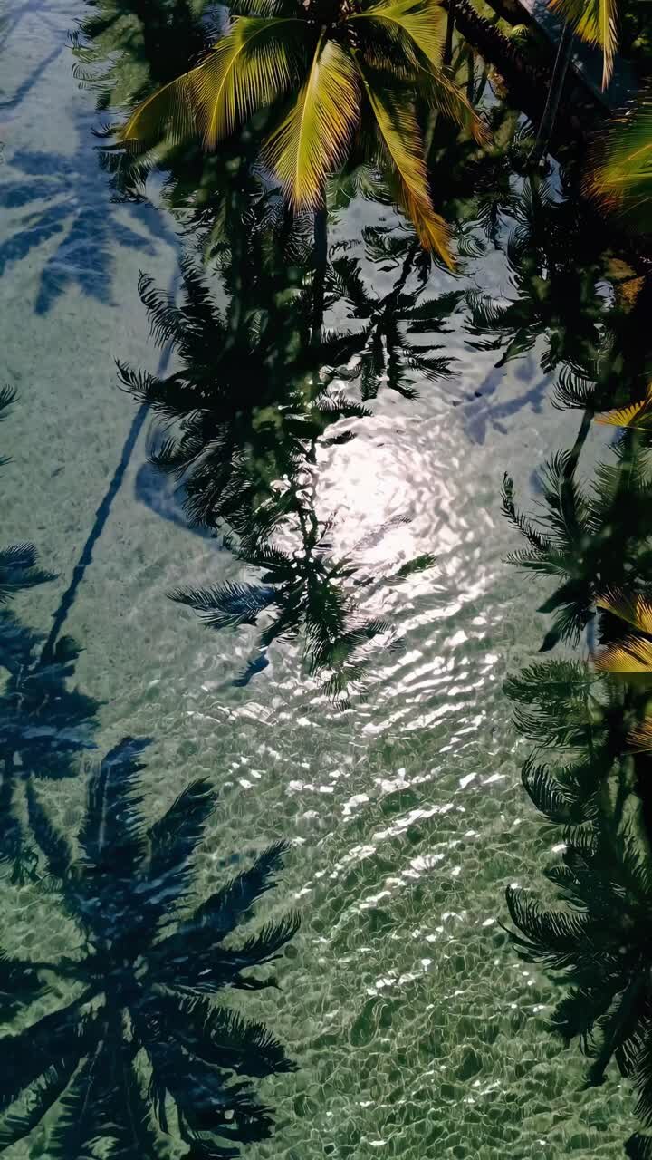 Aerial view of palm trees casting shadows over clear water, creating a serene tropical vibe