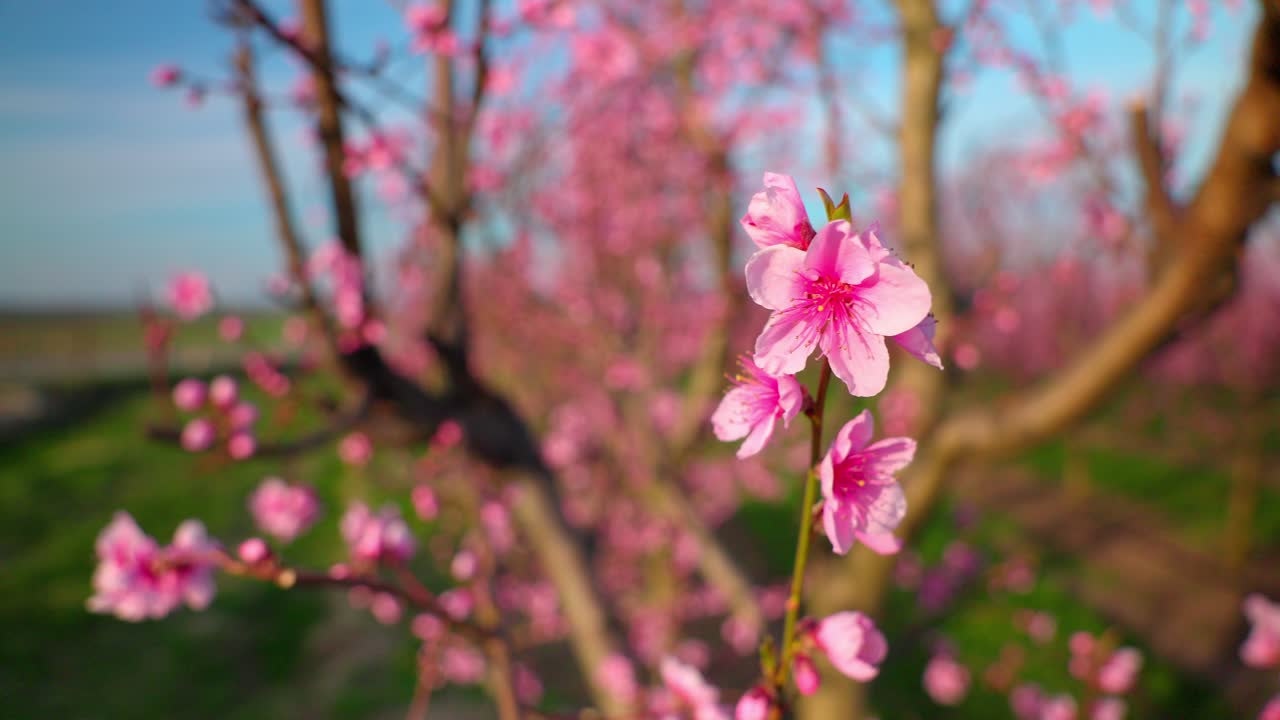 Chinese Plum Tree Blooming In Sunlight. closeup shot
