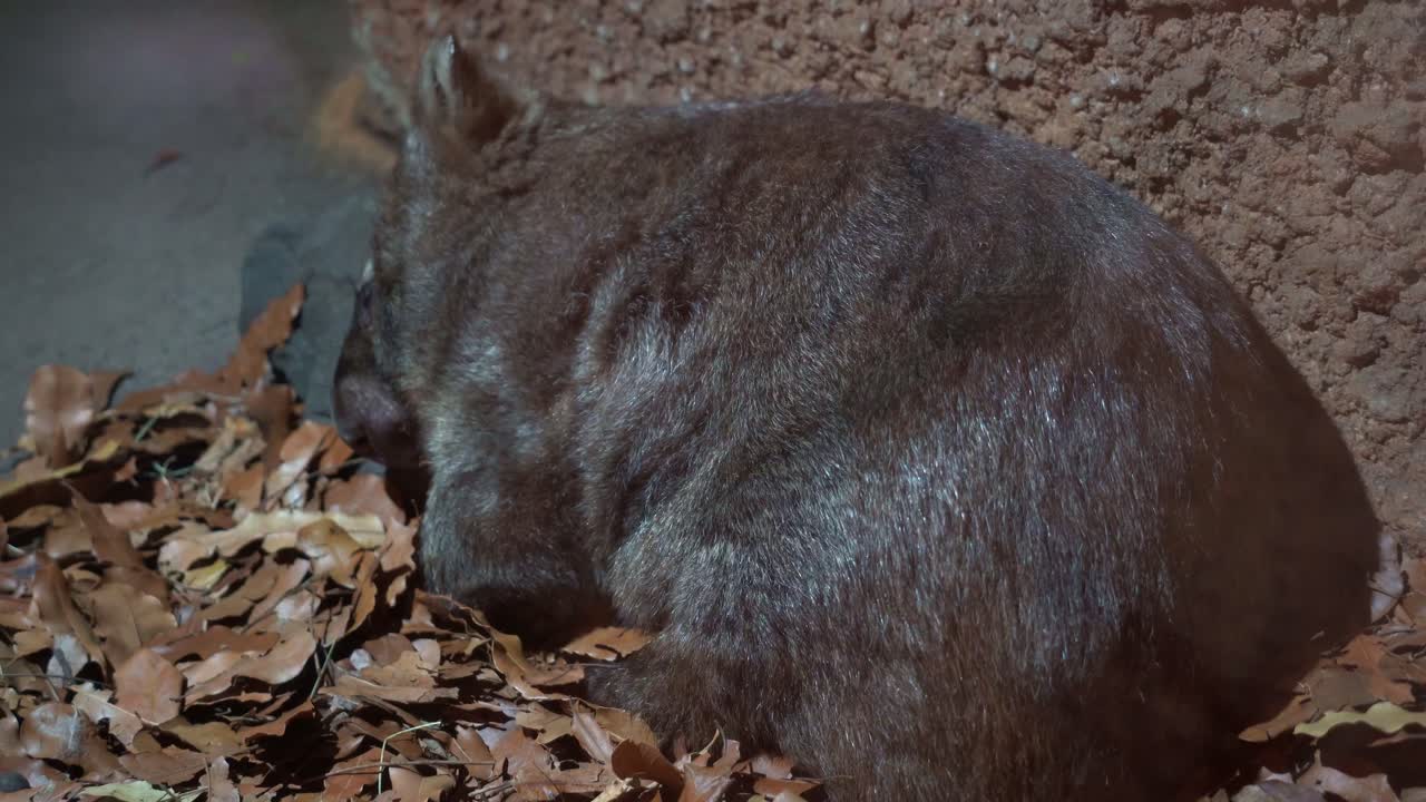 오스트레일리아의 원주민 야생동물 종, 사발 가방이 있는 일반 바트 (wombatus ursinus) 는 낮 동안 그늘 아래 땅에서 잠을 자고 있습니다.