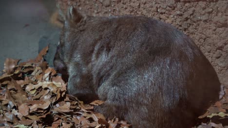 australian native wildlife species, a quadrupedal marsupial common wombat, vombatus ursinus snoozing on the ground under the shade during the day, close up shot