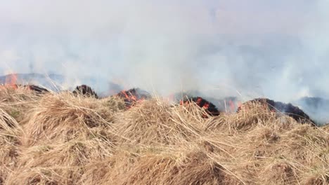 burning dry yellow grass