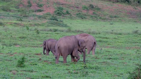the asiatic elephants are endangered species and they are also residents of thailand