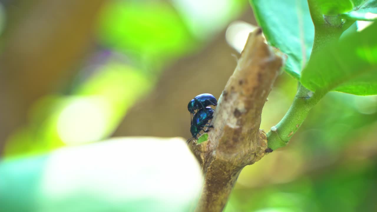 los insectos se están derritiendo en las ramas