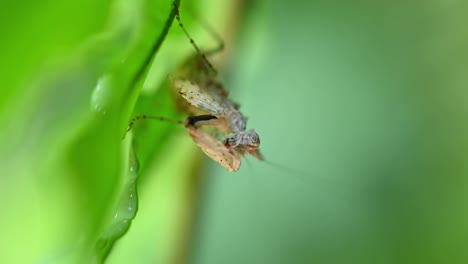 4k-Nahaufnahme-Von-Ceratomantis-Saussurii-Gottesanbeterin-Unter-Einem-Grünen-Blatt-In-Einem-Wald-Bei-30fps,-Während-Sie-Sich-Putzt-Und-Pflegt