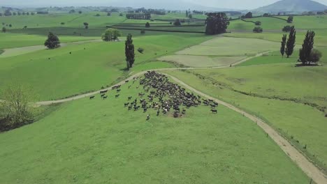 Aerial-View-Of-A-Vast-Meadow-With-Trees-And-A-Herd-Of-Running-Goats