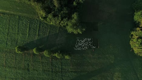 bird's-eye view of lush green pasture with herd of sheep grazing - aerial drone shot