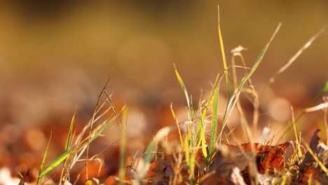 Swaying-Grass-Amongst-Dry-Autumn-Leaves-On-Sunny-Day