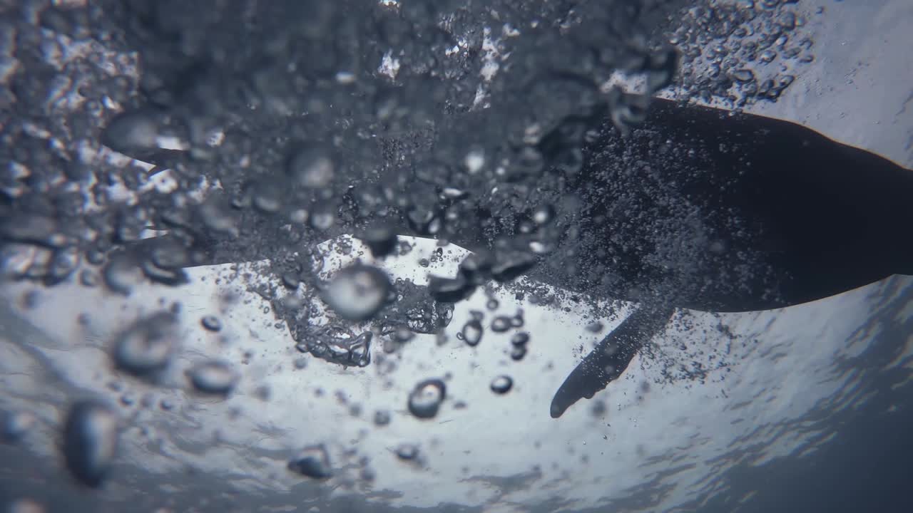 물 표면 근처에서 노는 매우 민첩하고 유연한 바다사자, 수중 전망, 캘리포니아 만, 미국, zalophus californianus