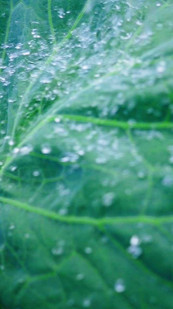 Goccioline d'acqua brillano su foglie verdi e vivaci, mostrando la bellezza della natura dopo uno scroscio di pioggia. L'atmosfera tranquilla evidenzia la freschezza e la vitalità dell'ambiente circostante.