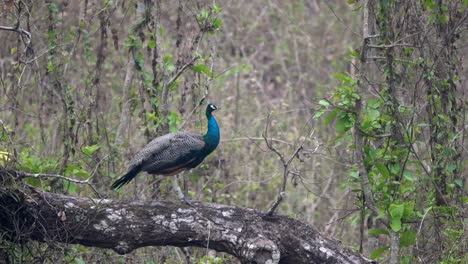 un pavo real posado en una gran rama en la jungla durante el día