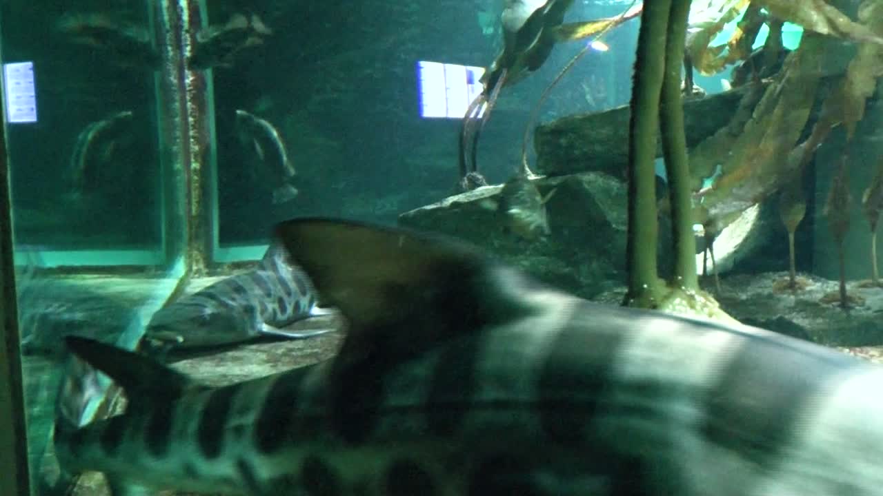 동물원 수족관에서 물고기 보기