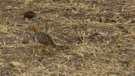 harlequin quail pair in masai mara game reserve, kenya