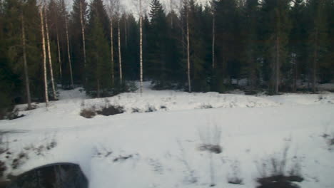 snow-covered forest seen from a moving car with tall trees in winter