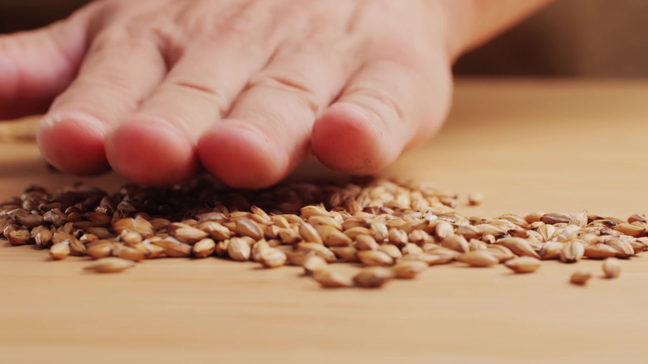 Primo piano di una mano che versa e sparge grani di orzo maltato