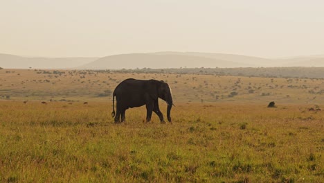 Slow-Motion-of-African-Elephant-in-Beautiful-Savanna-Landscape,-Africa-Wildlife-Animals-in-Masai-Mara-National-Reserve,-Kenya,-Steadicam-Gimbal-Tracking-Shot-of-Elephants-Walking-Grazing