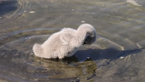 a cygnet navigates water, exploring its environment