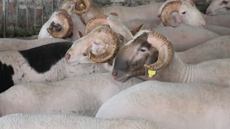 a flock of sheep in a pen