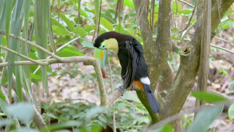 Exotic-Keel-billed-toucan,-also-known-as-sulfur-breasted-toucan-or-rainbow-billed-toucan,-is-a-colorful-Latin-American-member-of-the-toucan-family