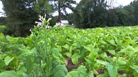 Tabakanbau-In-Einem-Feld-In-Southern-Orange-County,-North-Carolina