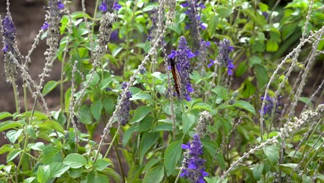 descansando sobre una flor morada, una sola monarca abre sus alas revelando sus espectaculares colores