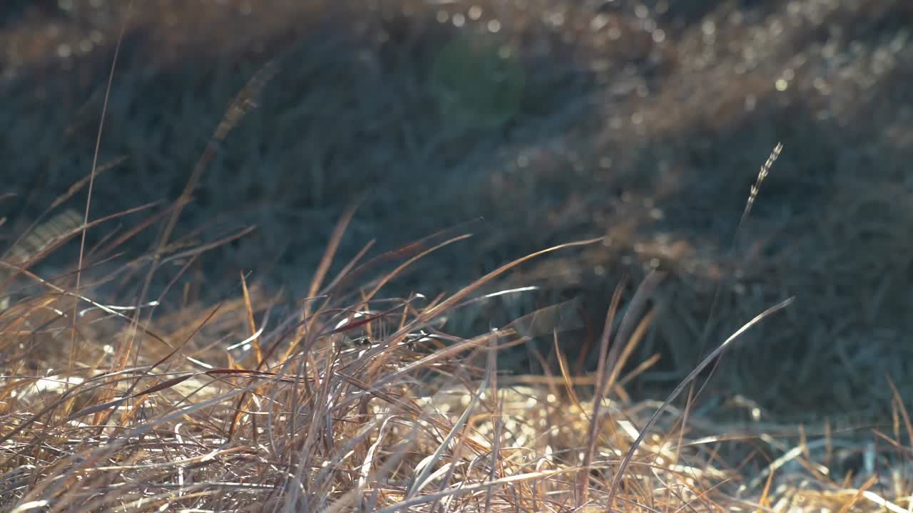 화창한 날 아이슬란드의 셀포스 근처 산에서 황금빛 들판을 걷는 남자