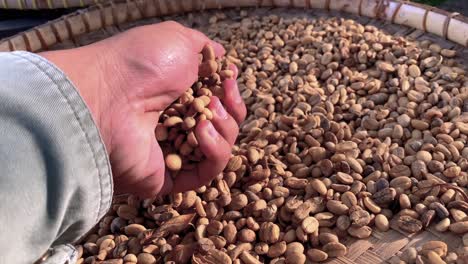 person touching famous luwak coffee beans during sunny day in indonesia - kopi luwak or civet coffee