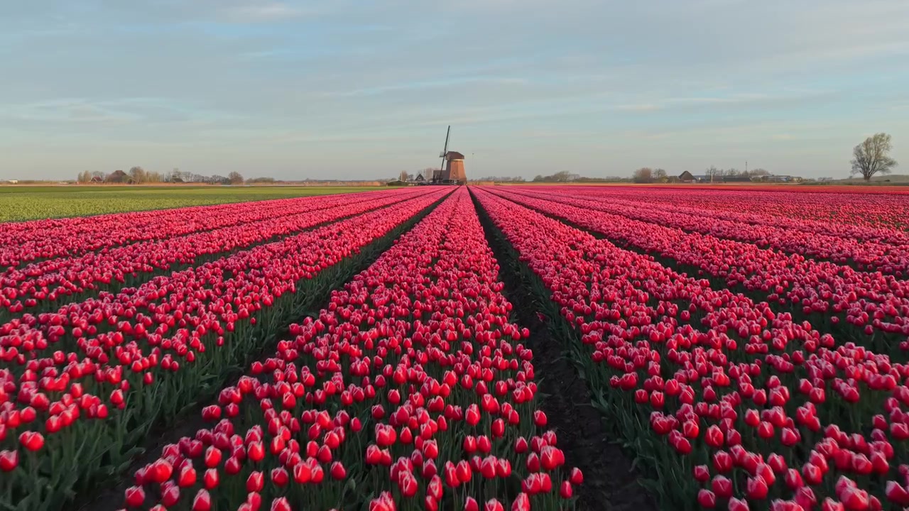 Campo scenografico di tulipani rossi con un mulino a vento olandese al tramonto