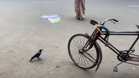 Cuervo-Negro-En-La-Carretera-Al-Lado-De-La-Rueda-Del-Rickshaw-Antes-De-Volar